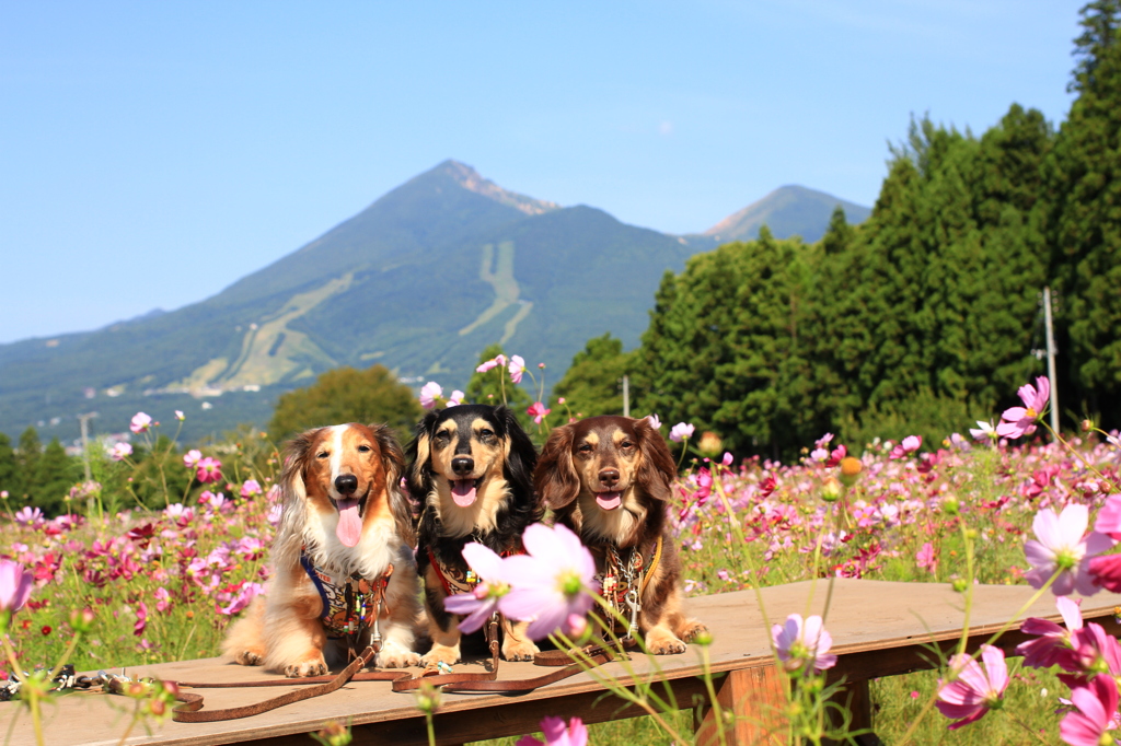 磐梯山とコスモスとトリオ。