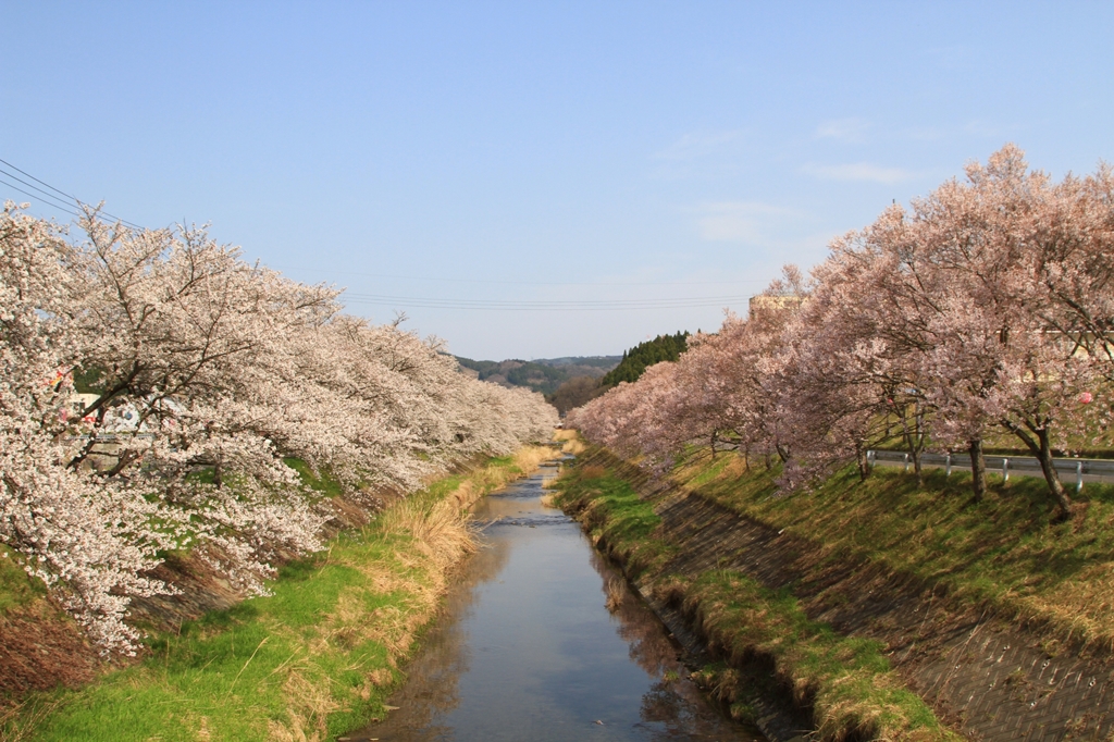 今出川の桜。
