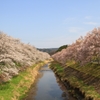 今出川の桜。