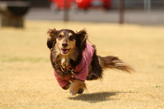 大好きなDOG RUNにて...⑤