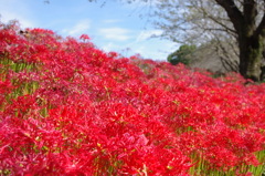 曼珠沙華