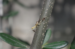 厳しい現実（カマキリ編）