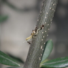 厳しい現実（カマキリ編）