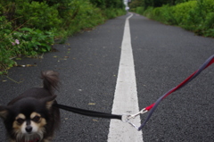 小雨の日の散歩