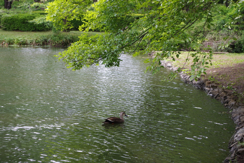 静かな湖畔の森の陰から