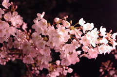 夜の桜