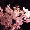 夜の桜