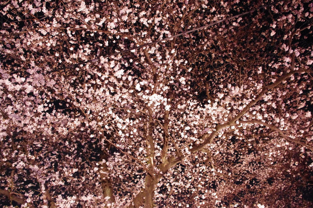 夜桜