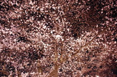 夜桜