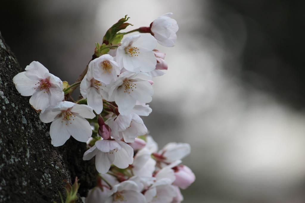 桜