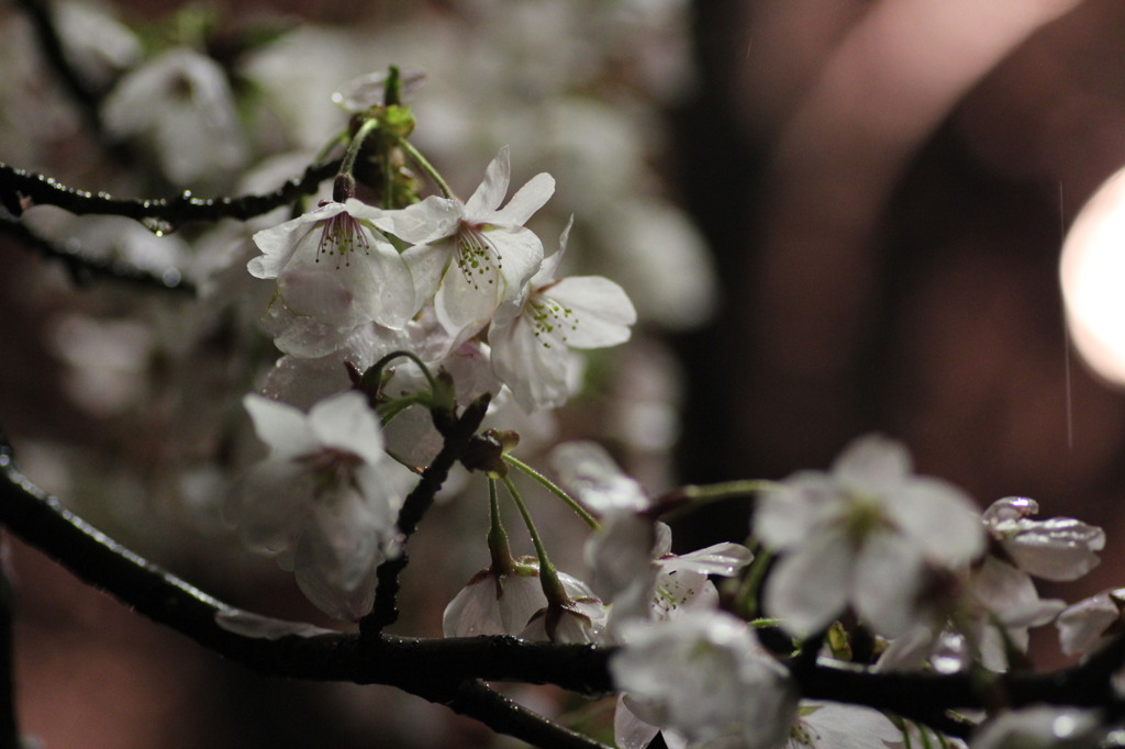雨と桜