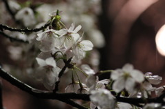 雨と桜