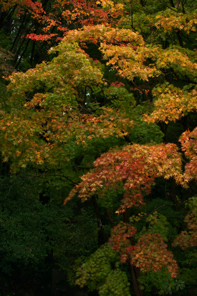 momiji1967