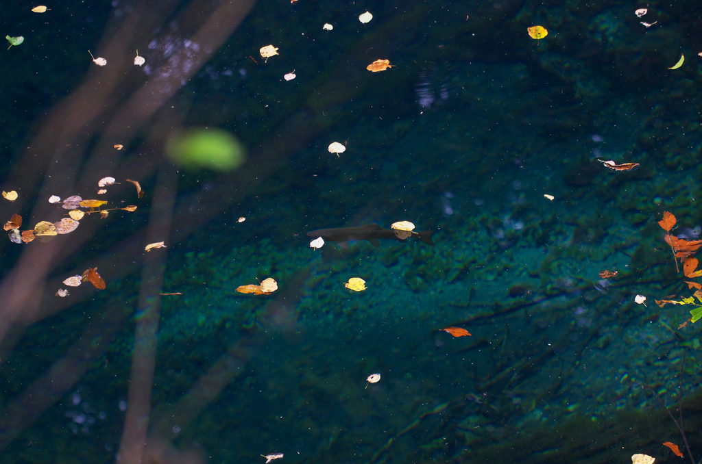 岩魚