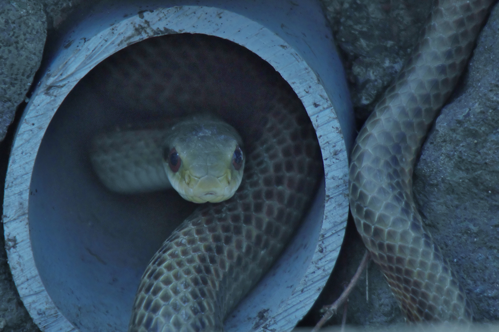 春が来たら・・・・