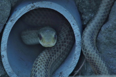 春が来たら・・・・