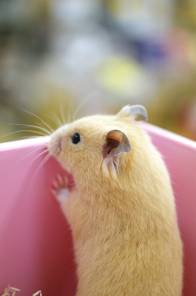 キンクマハムスター