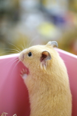キンクマハムスター