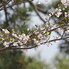もふもふもず・・・・・