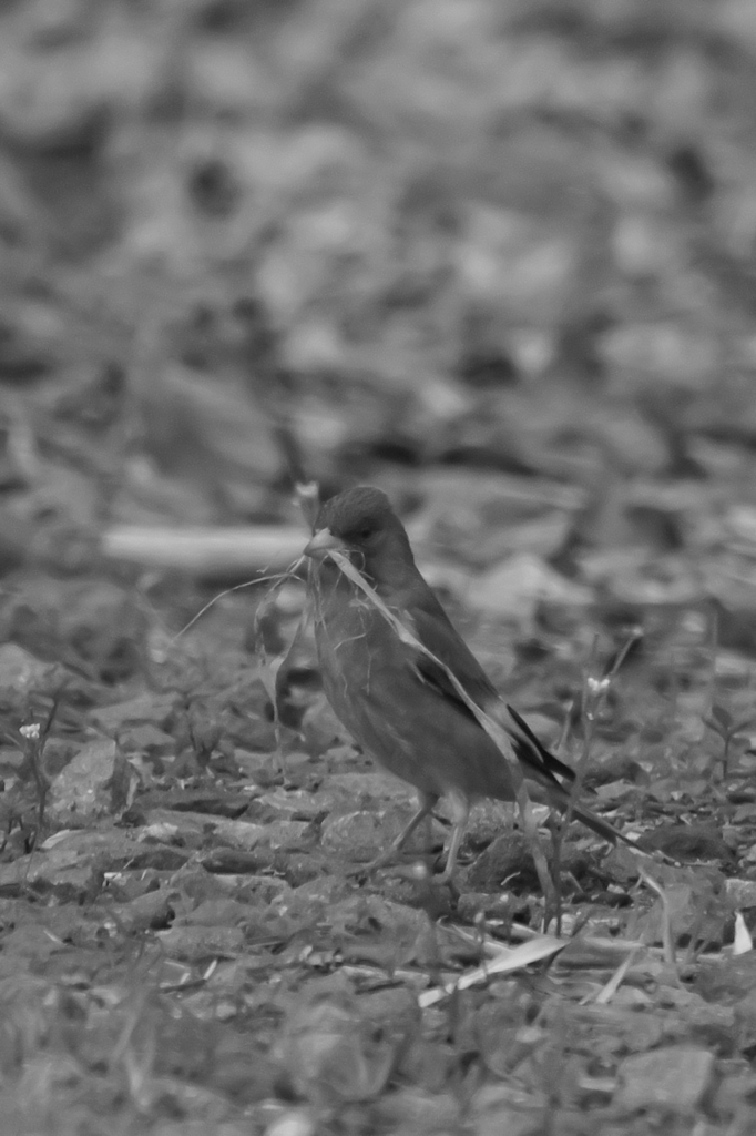 お〜珍種発見！！　男爵ヒワ