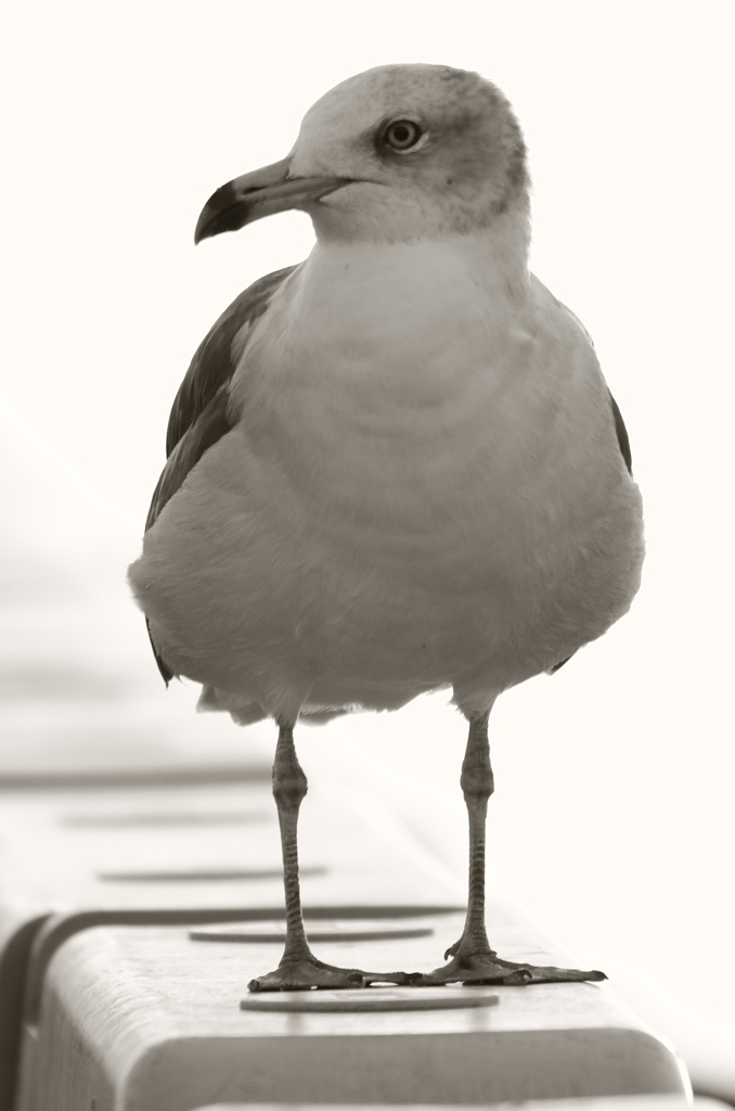 カモメ