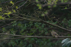 はてこの鳥は・・・