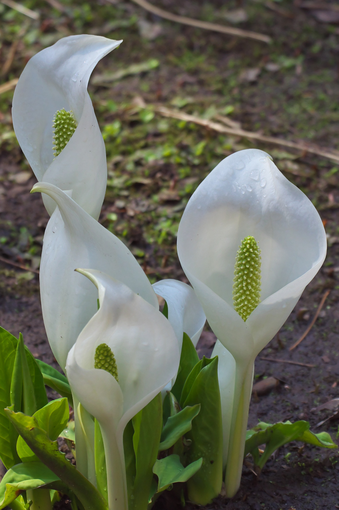 雨上がりの水芭蕉