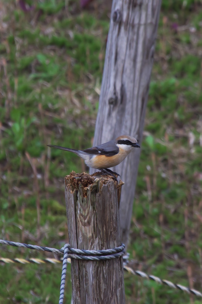 飛び出す寸前・・・・・
