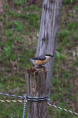 飛び出す寸前・・・・・