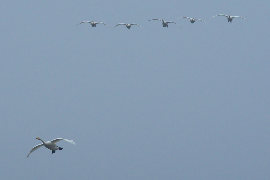 はぐれないでね〜こっちよ〜