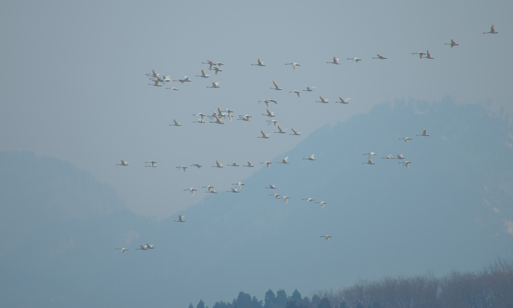 今朝は向こう側だったか〜