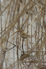 どうもオオジュリンらしい・・・