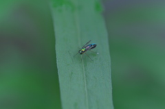 午後の庭にて・・・