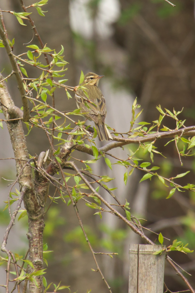 ヒワかな〜って撮ってみたんです