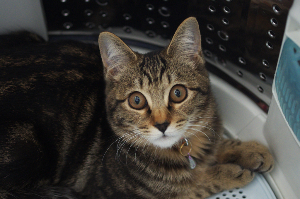 クロちゃん、そこでなにやってんの〜