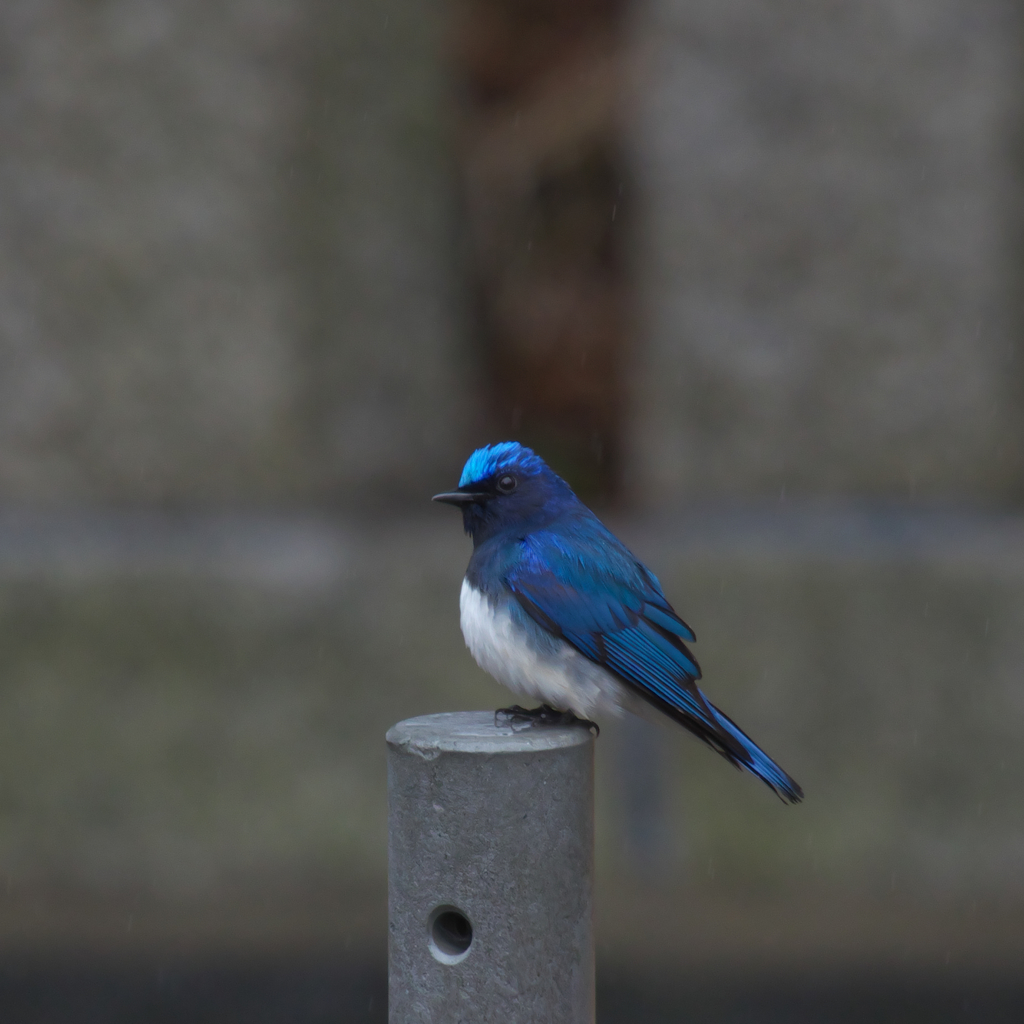 会えました、思いもしないタイミングで・・・嬉しい