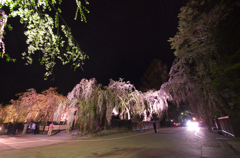 秋田県仙北郡角館夜桜　2012年5月1日