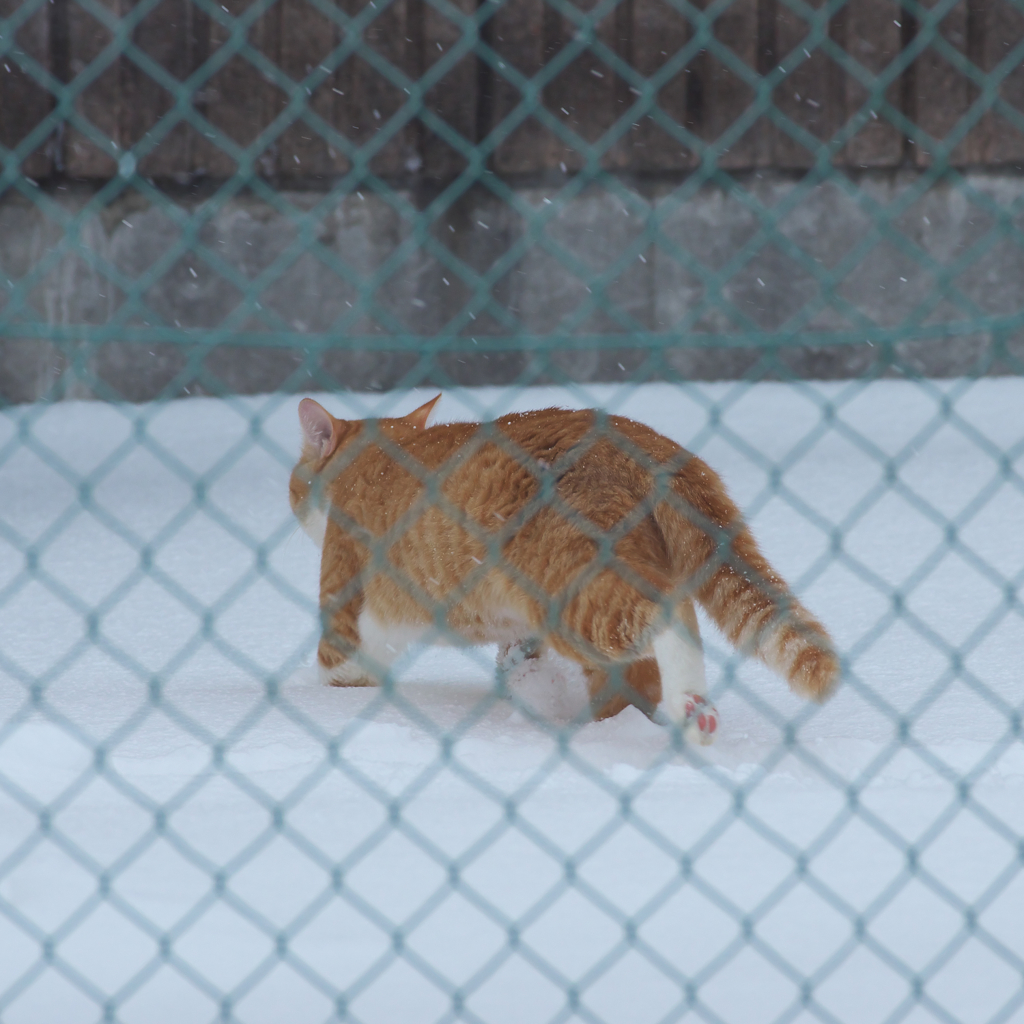 うちの猫は無理だな〜