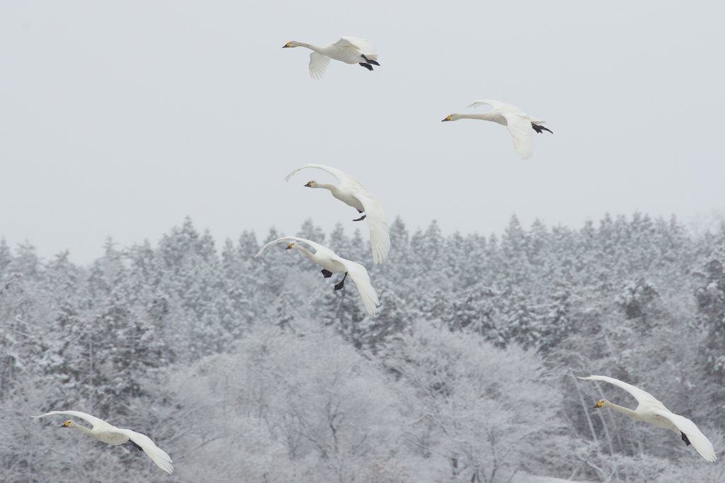 ヘェーイ！　雪降ったしまた来ちゃったぜ〜