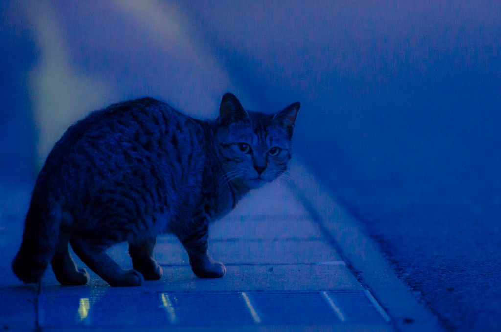 夕暮れのらちゃん