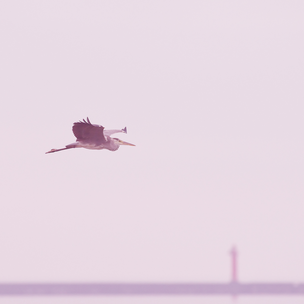 サギ