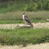 nosuriP0547