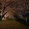 秋田県仙北郡角館夜桜　2012年5月1日