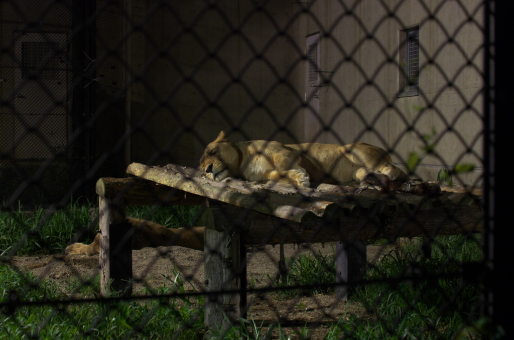 夜の動物園「大森山動物園」