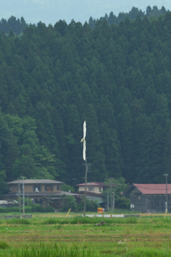 ローリングコンバットピッチ・・・
