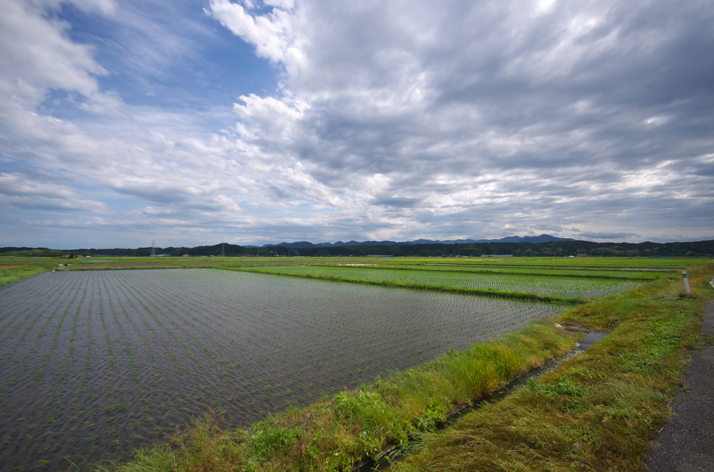 近くの田んぼはほとんど田植えが終わったようです・・・