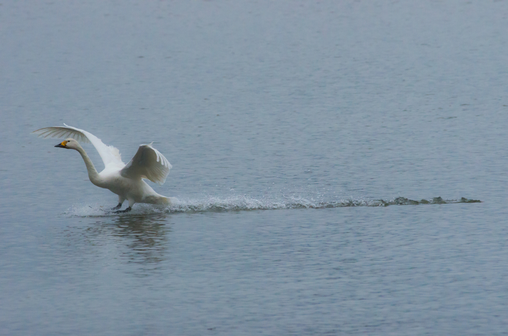 「水鳥」