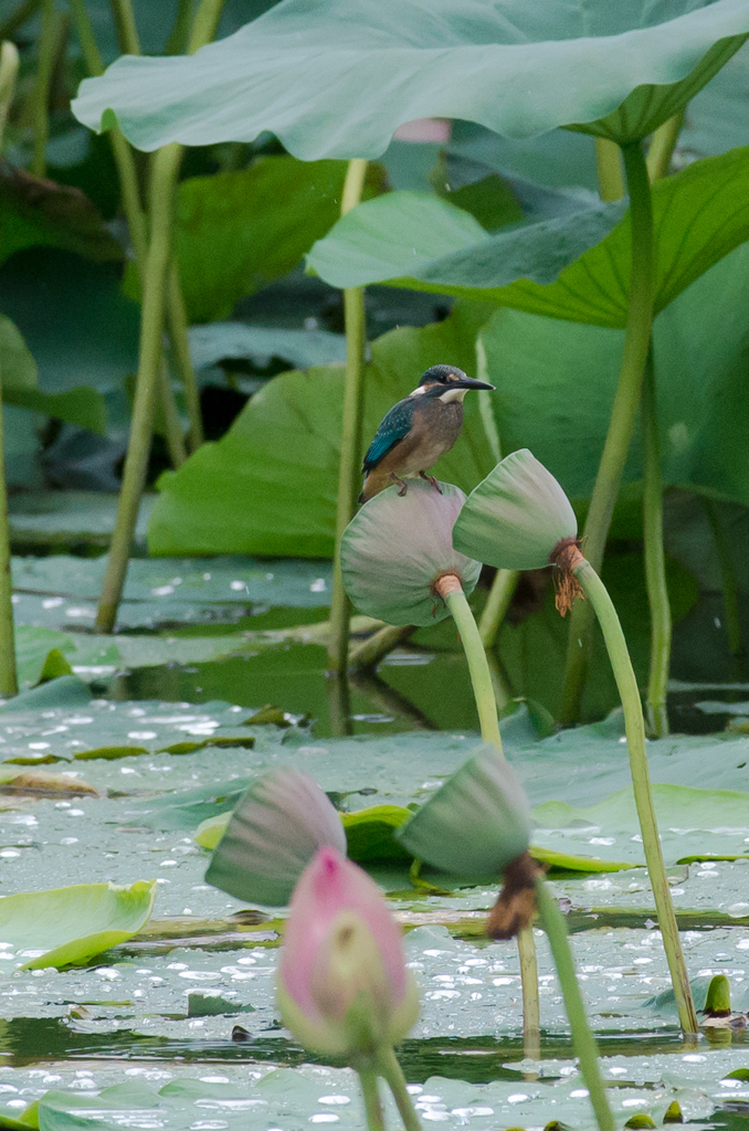 カワセミ