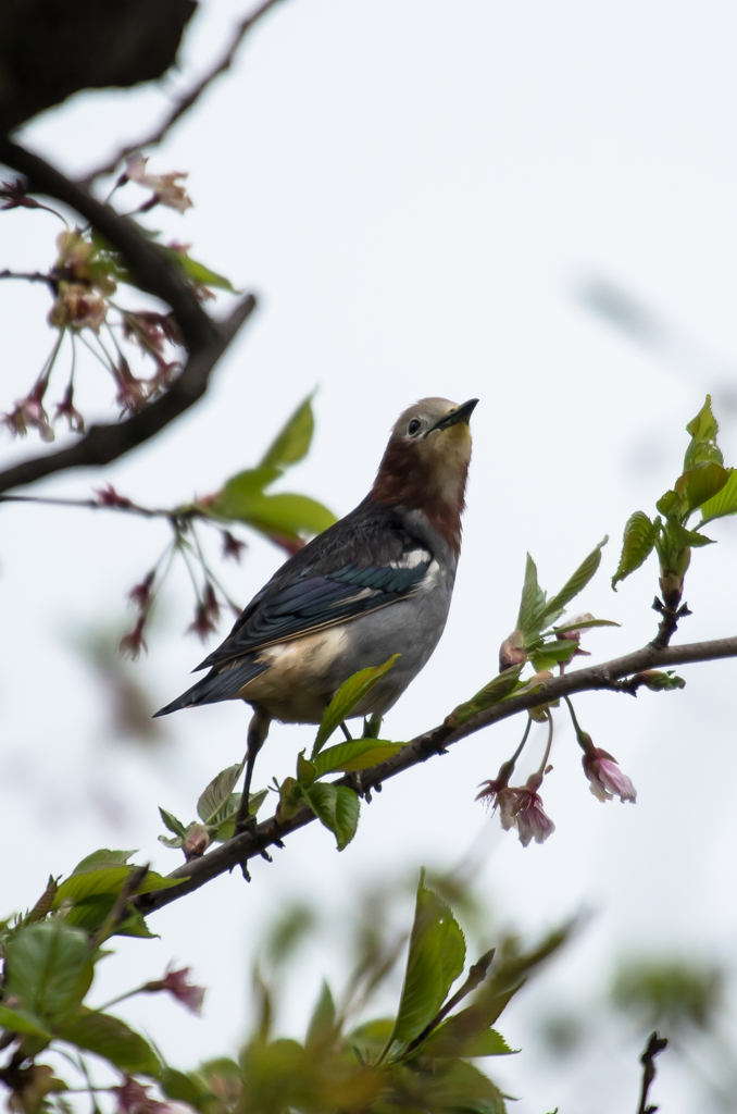 羽根の綺麗な鳥だったんですね〜