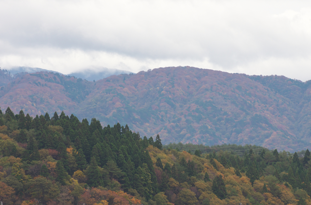 紅葉曇り空